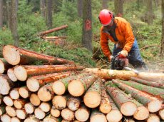 Déclaration de travaux forestiers : privilégiez la démarche en ligne 